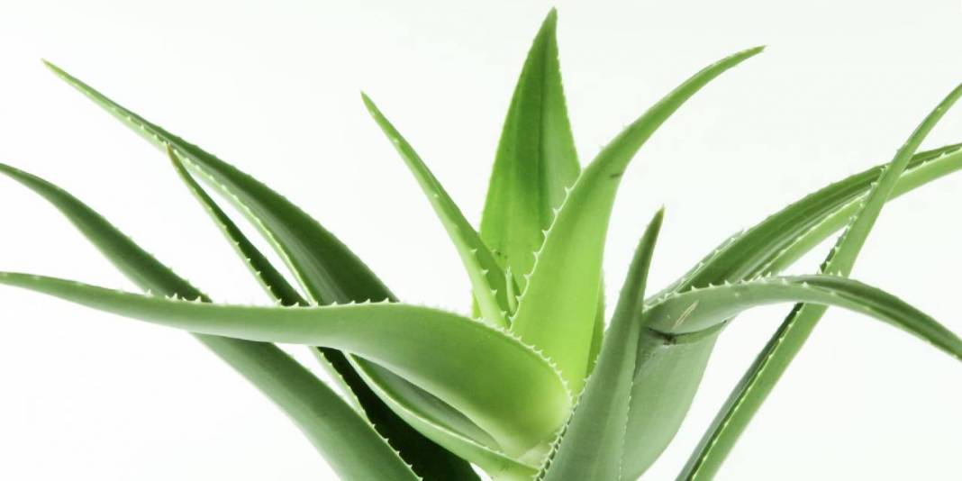 Anksiyetesi olanlara bitkisel çözümler: Bu bitkiler kaygı bozukluğu ve stres karşıtı 6